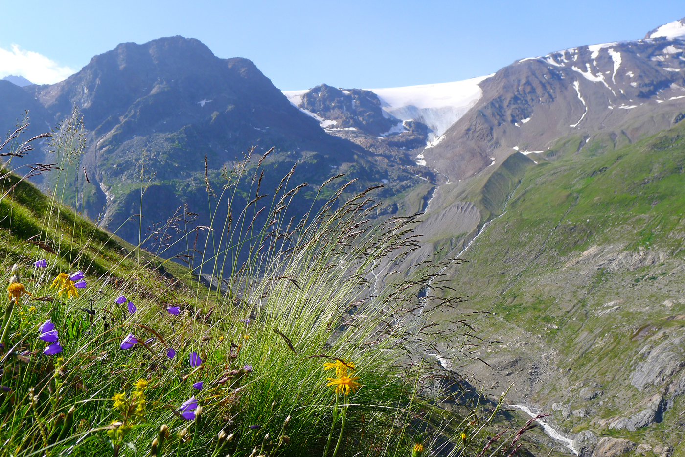 Oetztal flora